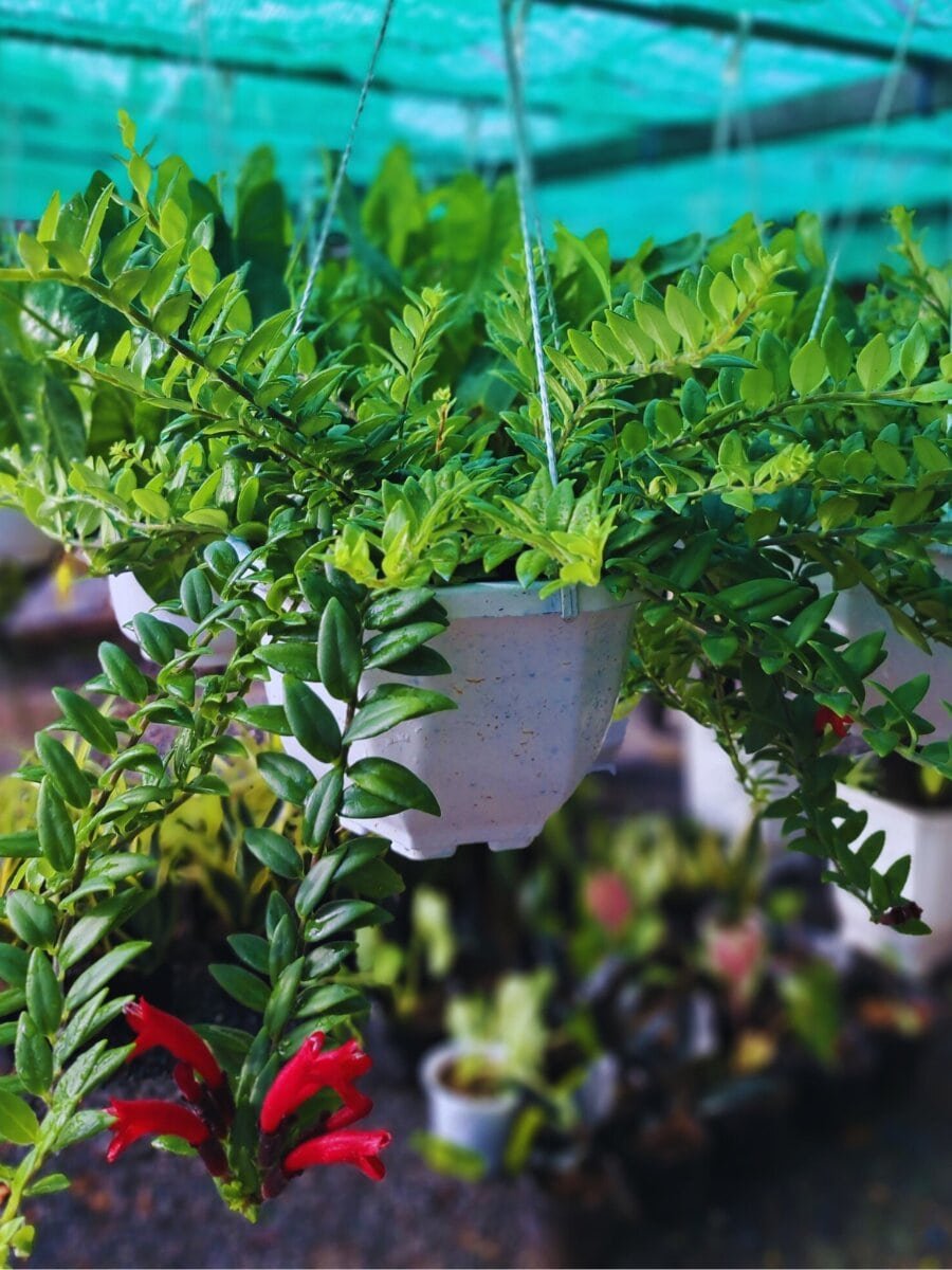 Chậu treo son môi
