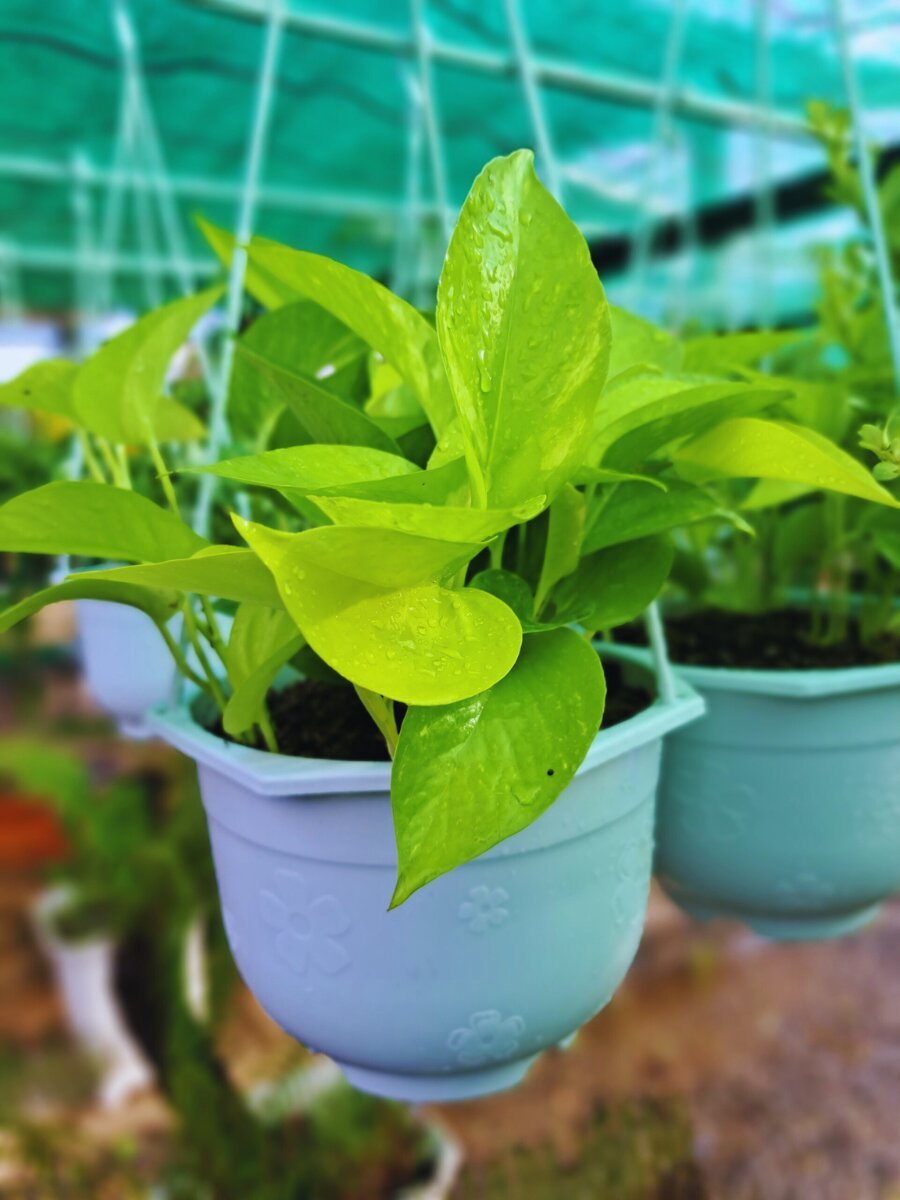 Trầu bà vàng chậu treo