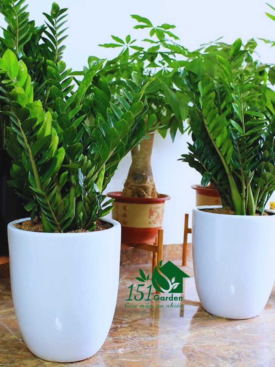 Kim tiền chậu lớn để sàn
