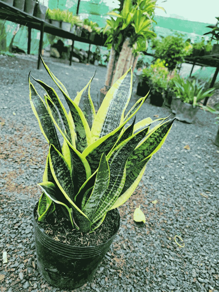 Lưỡi hổ chậu ươm