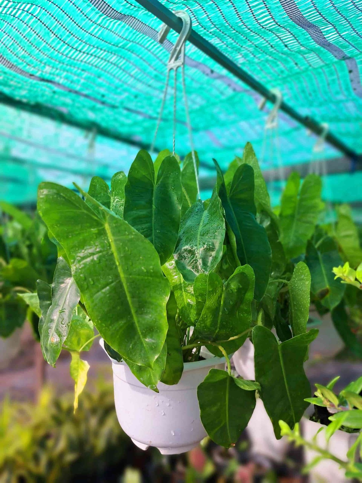 Chậu treo trầu bà tỷ phú