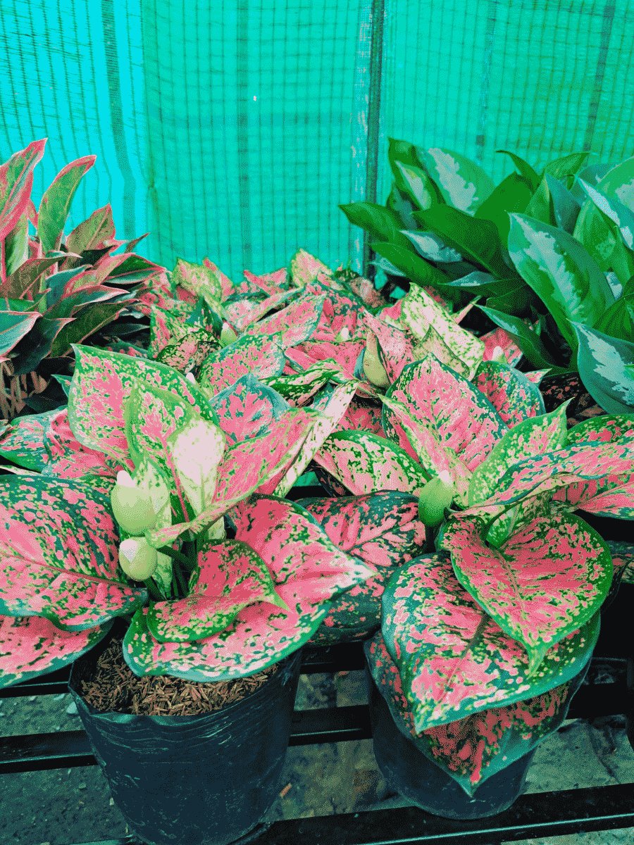 Cây vạn lộc chậu ươm