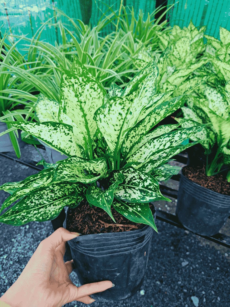 Cây ngọc ngân chậu ươm