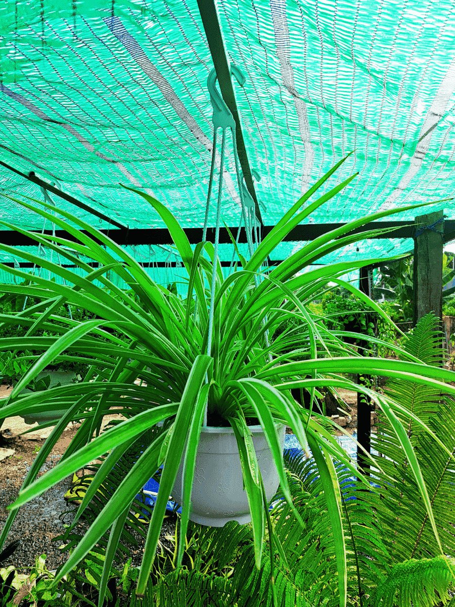 Chậu treo lan chi
