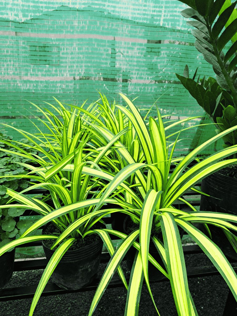 Chậu treo dứa sọc lớn