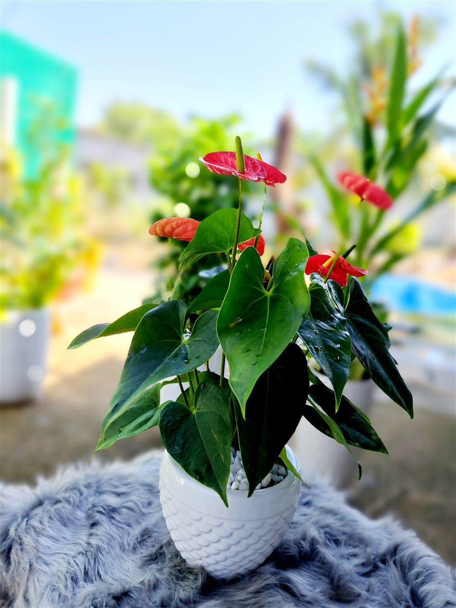 Hồng môn chậu sứ để bàn