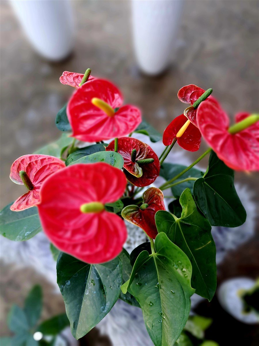 Hồng môn chậu sứ để bàn 3