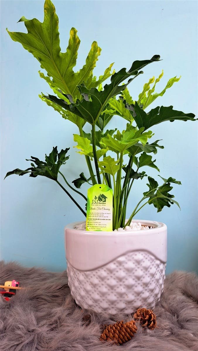 Trầu bà thanh xuân 3