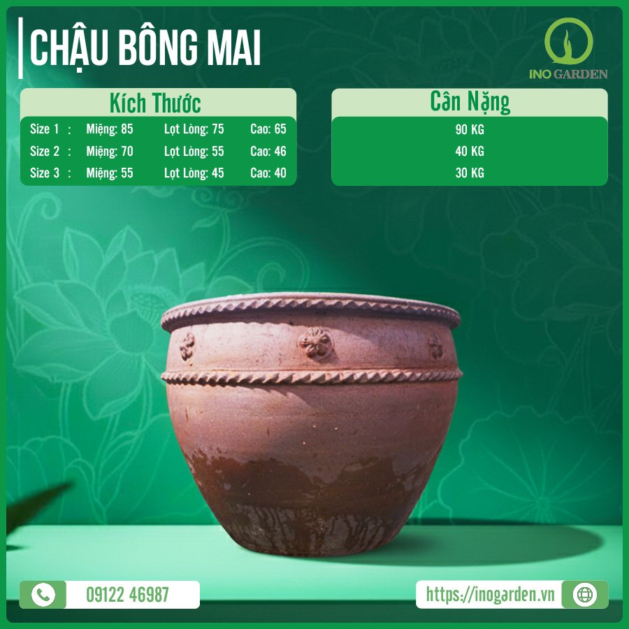 CHẬU BÔNG MAI