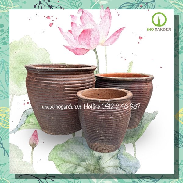 Combo chậu trồng sen sọc ngang