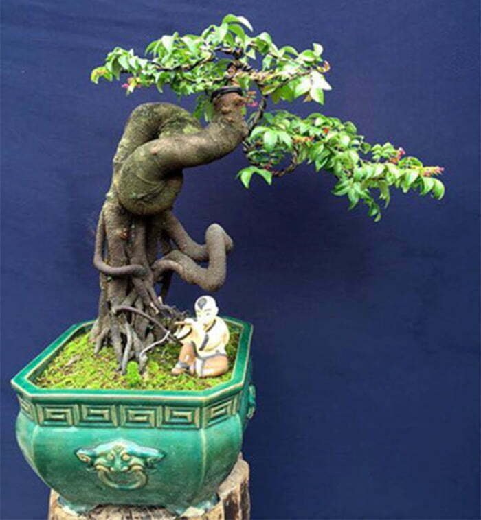 Cây Si Bonsai Mini Hướng Dẫn Chọn Lựa Chăm Sóc Đúng