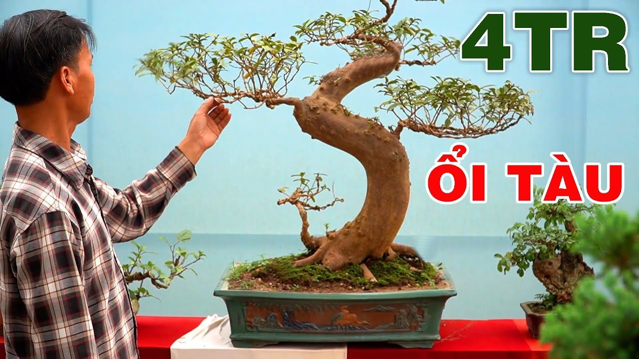 Cách Tạo Dáng Cây Ổi Bonsai Đẹp Chuẩn Kỹ Thuật Nhất