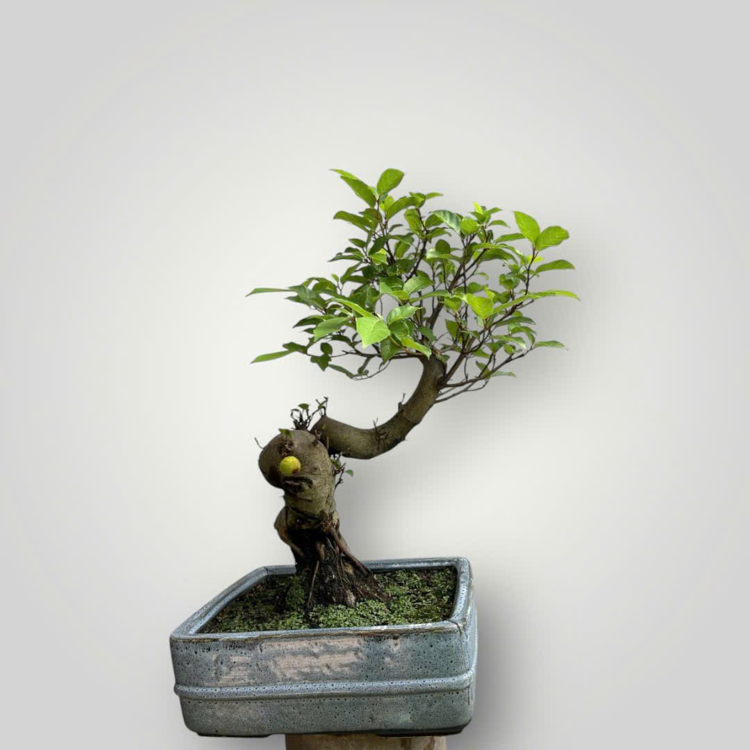 Sơn Liễu Bonsai Đặc Điểm Ý Nghĩa Cách Trồng Chăm Sóc