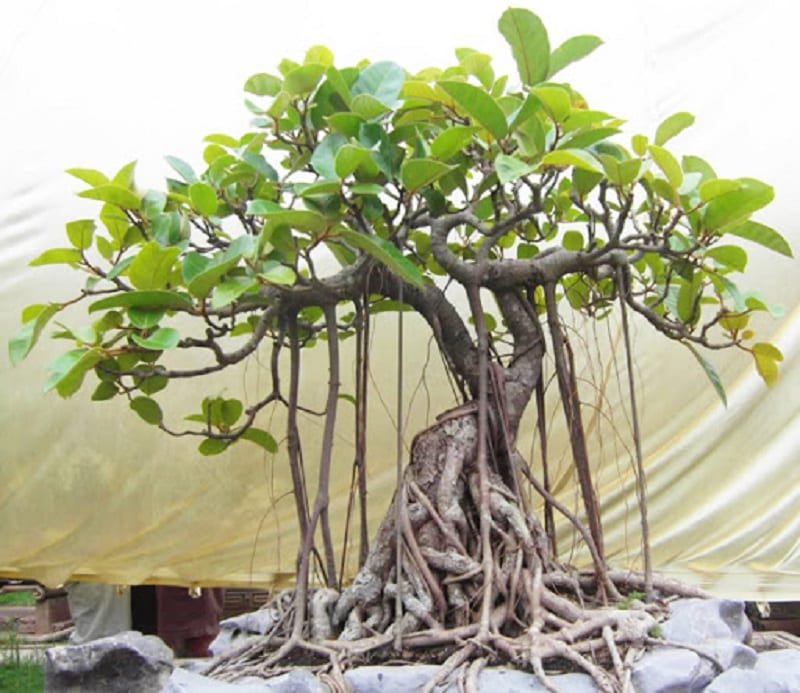 Quýt Rừng Bonsai Đặc Điểm Cách Trồng Và Chăm Sóc Đúng