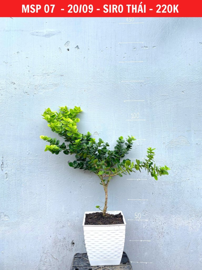 Tìm Hiểu Về Cây Siro Bonsai Đặc Điểm Và Kỹ Thuật Uốn