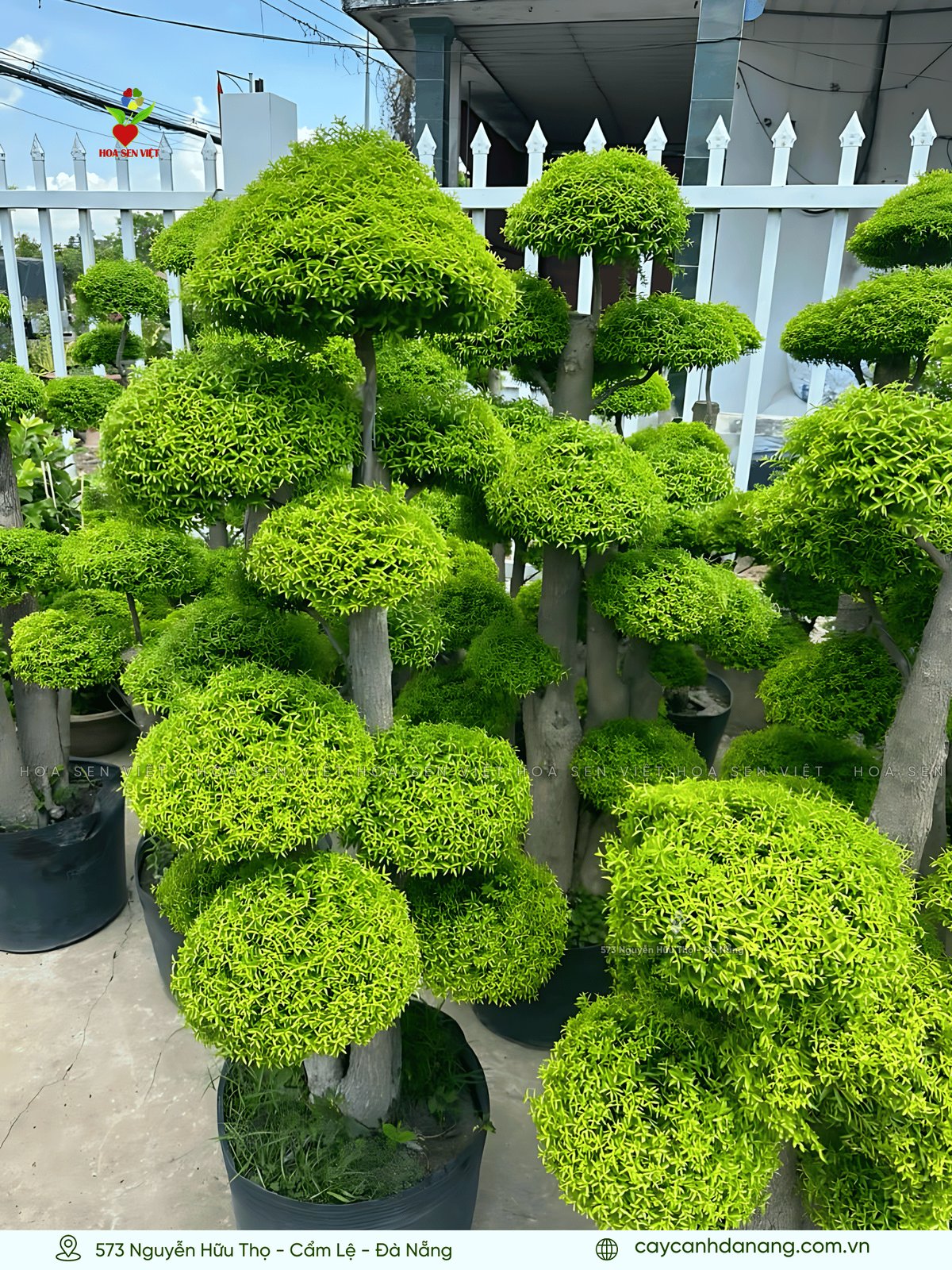 Cây Mai Xanh Bonsai Đặc Điểm Cách Chăm Sóc Và Lợi Ích