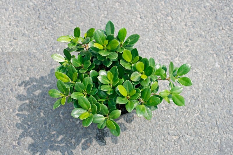 Cây Đa Bonsai Lựa Chọn Hoàn Hảo Cho Không Gian Sống