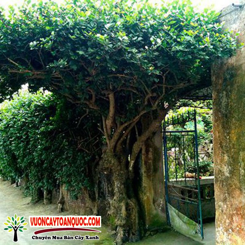 Cây Duối Bonsai Đẹp Ý Nghĩa Phong Thủy Cách Chăm Sóc