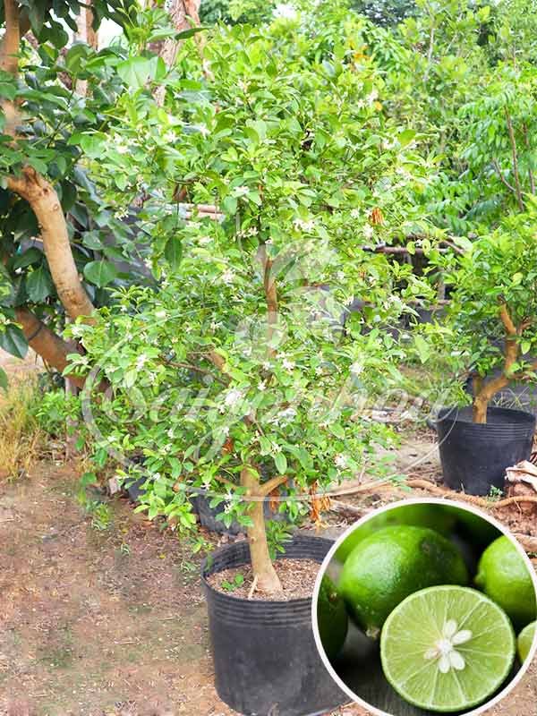 Cây Chanh Bonsai Cách Chăm Sóc Tạo Hình Đẹp Sai Quả