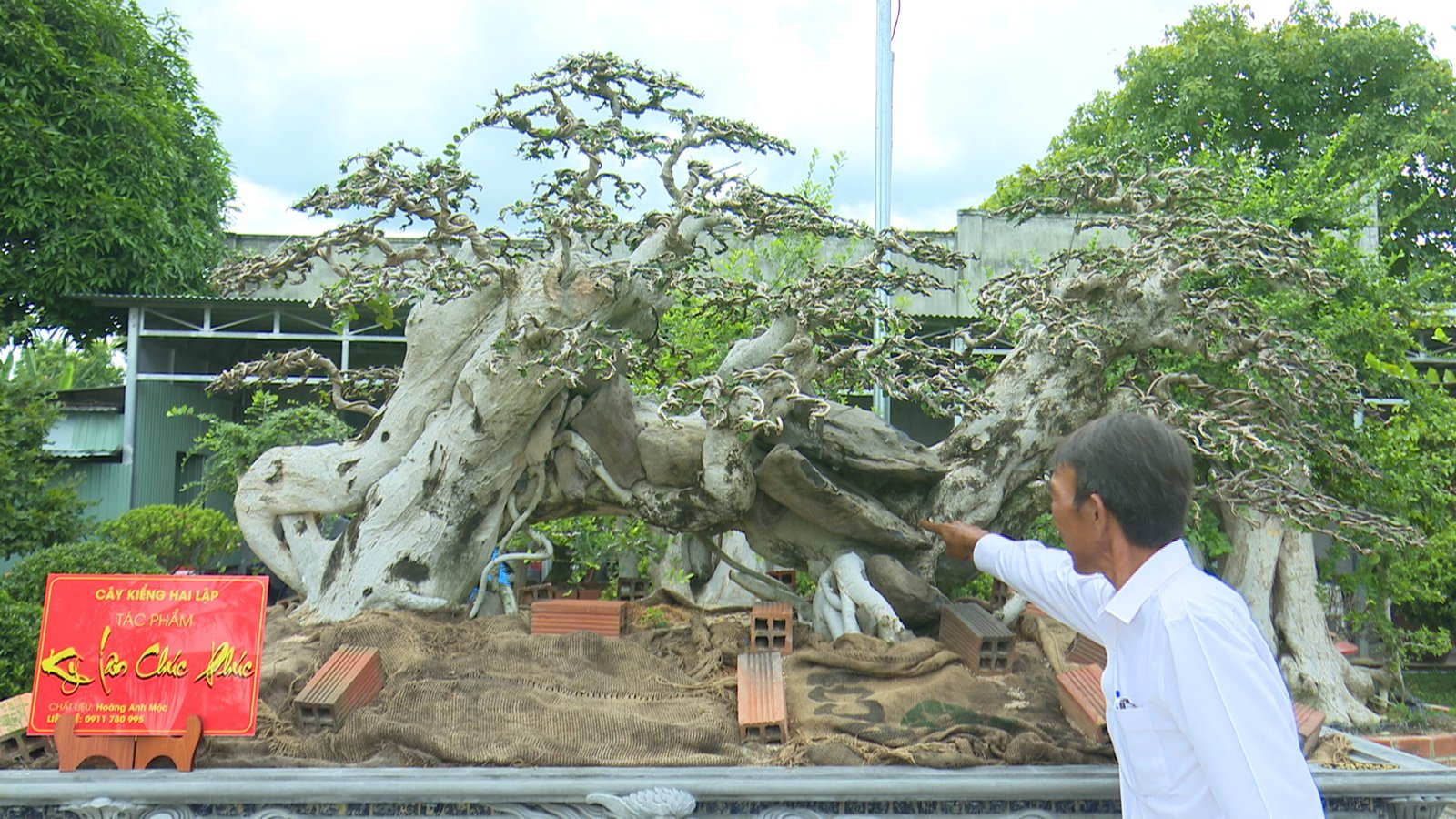 Cây Thị Bonsai Đặc Điểm Ý Nghĩa Cách Chăm Sóc Tạo Dáng