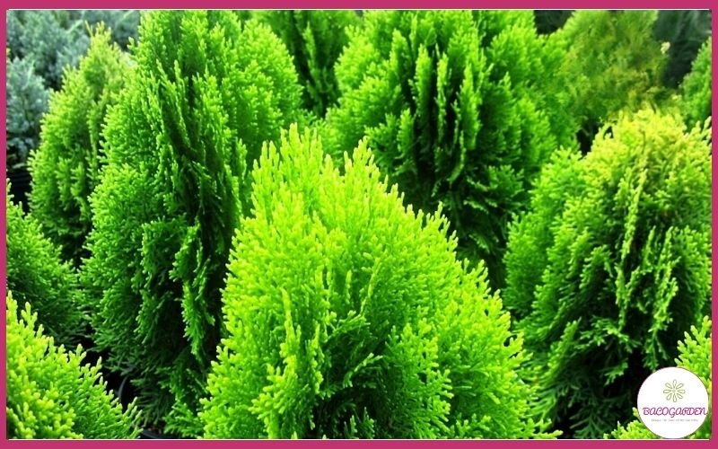 Cây Duyên Tùng Dáng Tháp Mã DT01 Trang Trí Cảnh Quan Đẹp 2