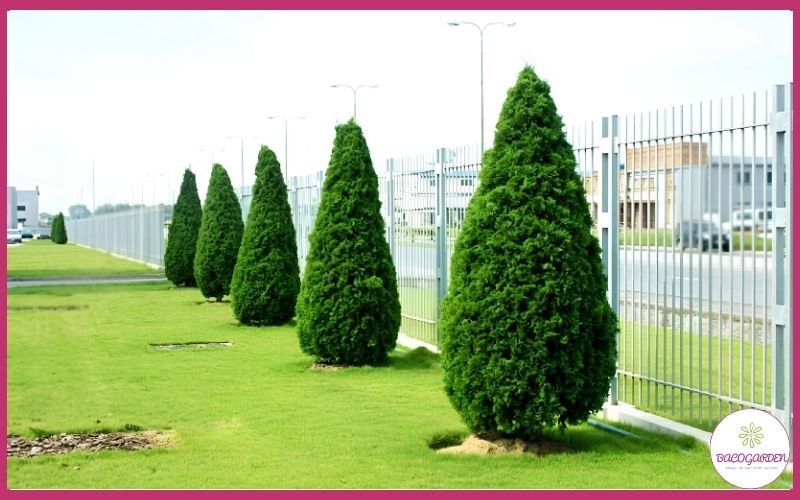 Cây Duyên Tùng Dáng Tháp Mã DT01 Trang Trí Cảnh Quan Đẹp