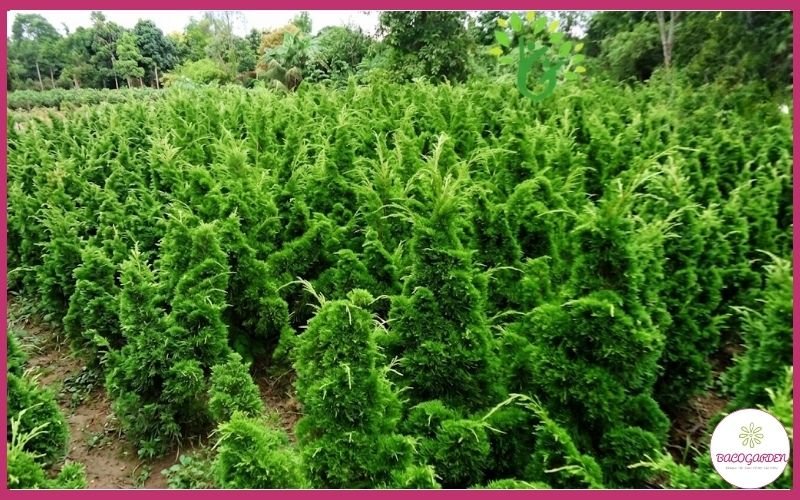 Cây Duyên Tùng Dáng Tháp Mã DT01 Trang Trí Cảnh Quan Đẹp 3