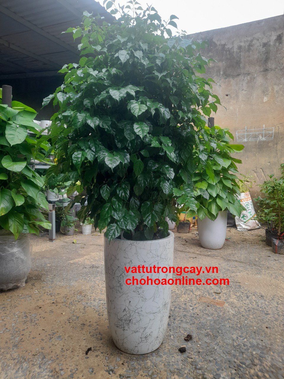 Chậu Trồng Cây Men Sứ Hình Bom Vân Đá 2