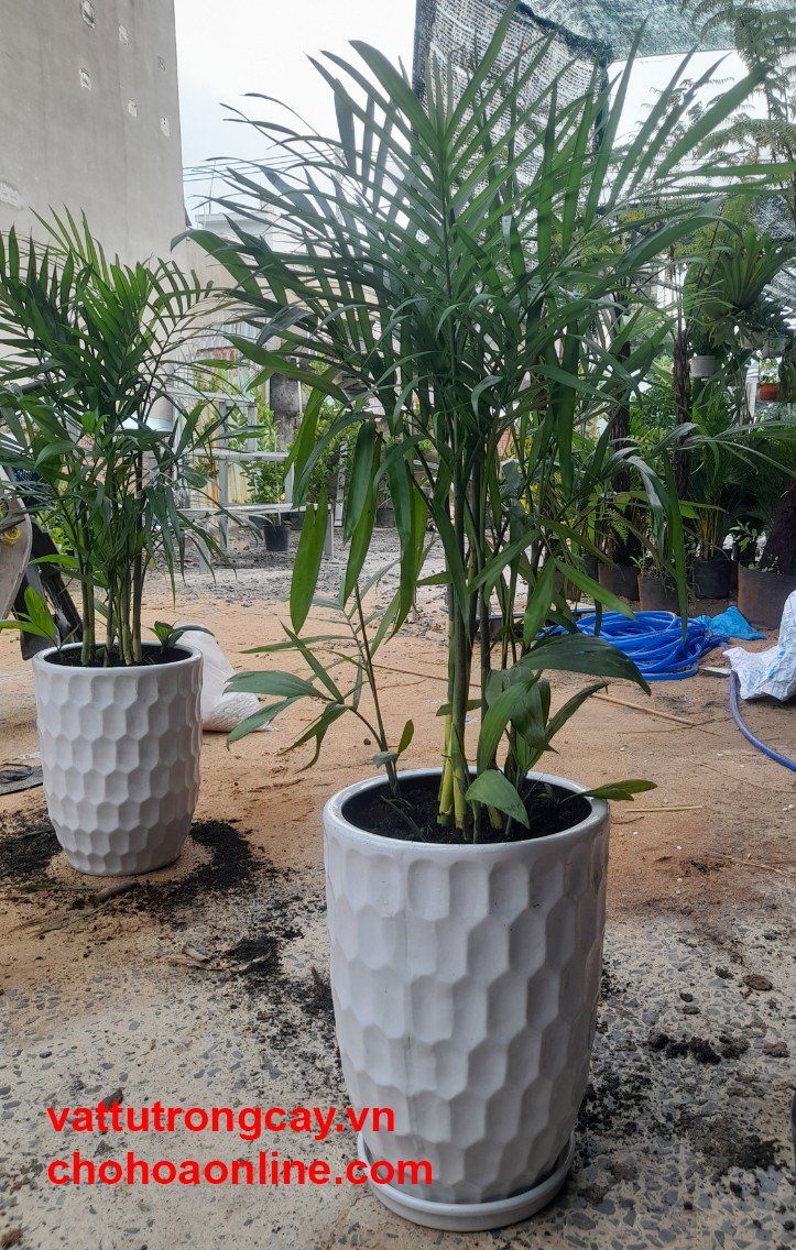 Chậu Sứ Tráng Men Hình Tổ Ong 3