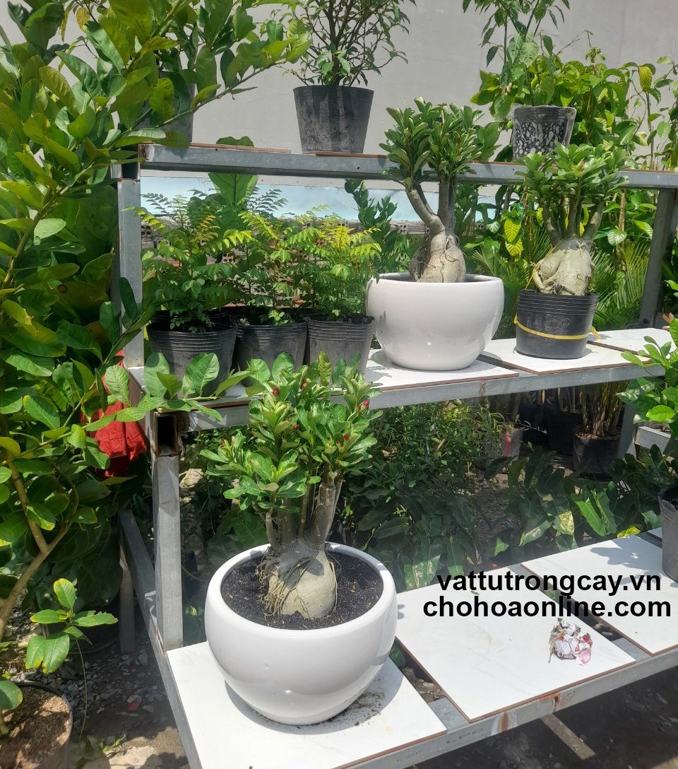 Chậu Sứ Tráng Men Trứng Tròn 3
