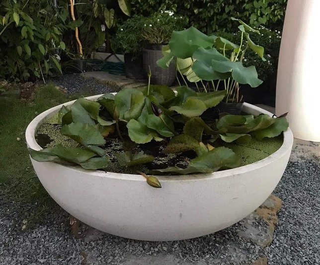 Chảo Trồng Sen Súng Nuôi Cá Rộng 70cm