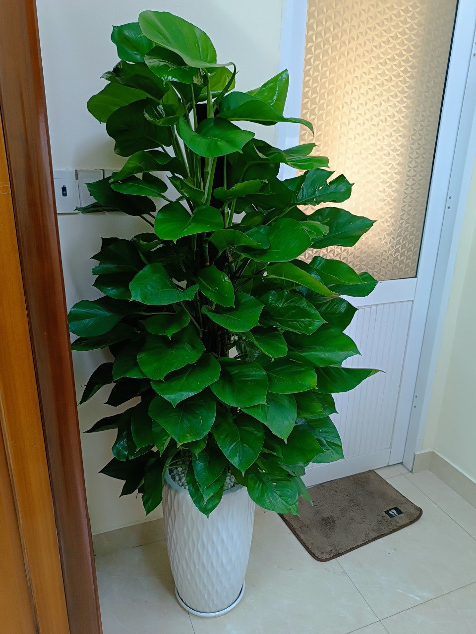 Chậu sứ tráng men hình bom, vân mắt lưới 3