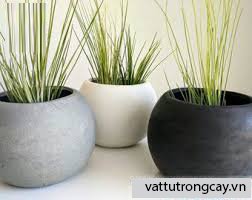 Chậu Trồng Cây Xi Măng Đá Mài Gáo Dừa 2