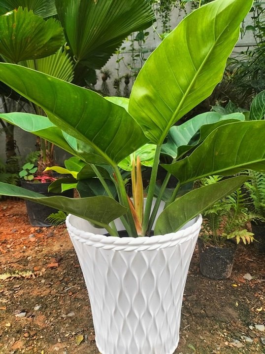 Chậu Nhựa Trồng Cây Mắt Lưới 27×27 3