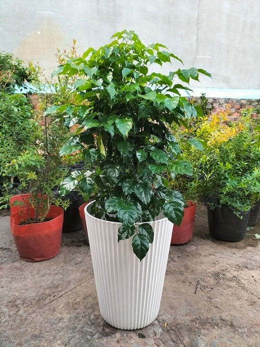 Chậu Nhựa Đứng Trồng Cây Gân Sọc 2