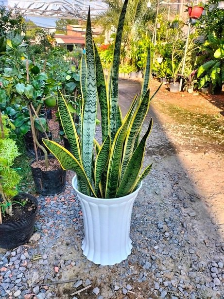 Chậu Nhựa Trúc Trồng Cây 3