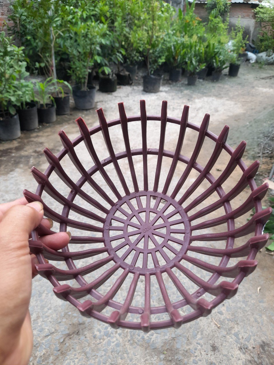 Chậu Nhựa Giả Gỗ Trồng Lan Hình Bí Phi 20cm 2