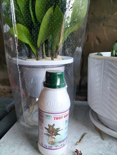 Phân Bón Cho Cây Trồng Thủy Sinh (thủy canh) 2