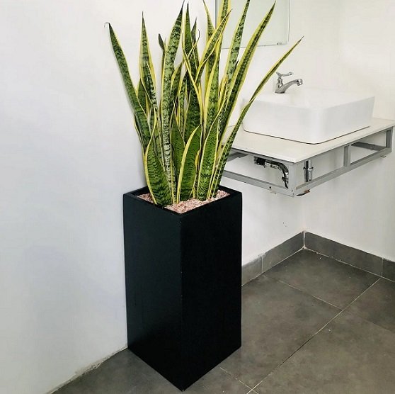 Chậu Trồng Cây Trụ Vuông Cao 60cm 3