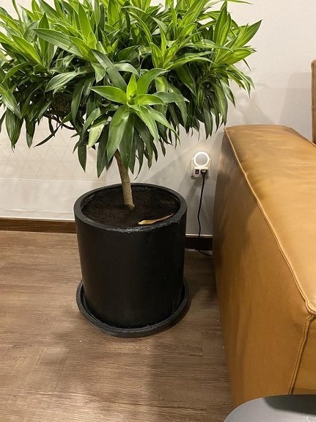 Dĩa Lót Chậu Xi Măng Tròn 30cm 3