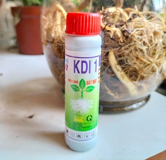 Phân Kích Rễ Root King (usa) 3