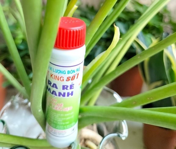 Phân Kích Rễ Root King (usa) 2