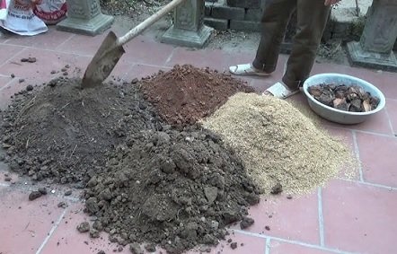 Vỏ Trấu Trồng Cây 3