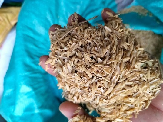 Vỏ Trấu Trồng Cây