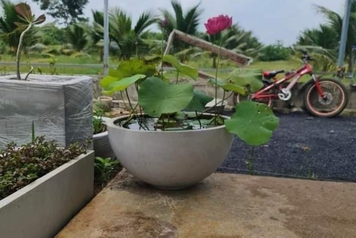 Chảo Xi Măng Trồng Sen Súng 60cm 3