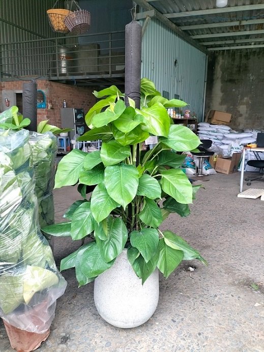 Chậu Chuyên Trồng Cây Kiểng Hình Giọt Nước 2