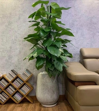 Chậu Chuyên Trồng Cây Kiểng Hình Giọt Nước 3