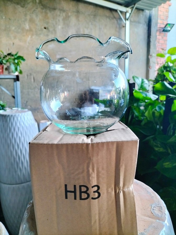Bình Thủy Tinh Trồng Cây Thủy Sinh 2