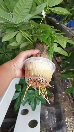 Rọ Nhựa Trồng Cây Thủy Sinh Để Bàn 3