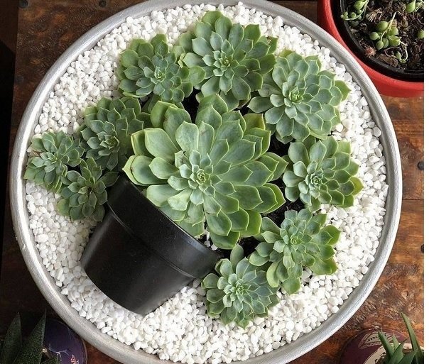 Sỏi Trắng Trồng Cây Và Trang Trí Sân Vườn 3